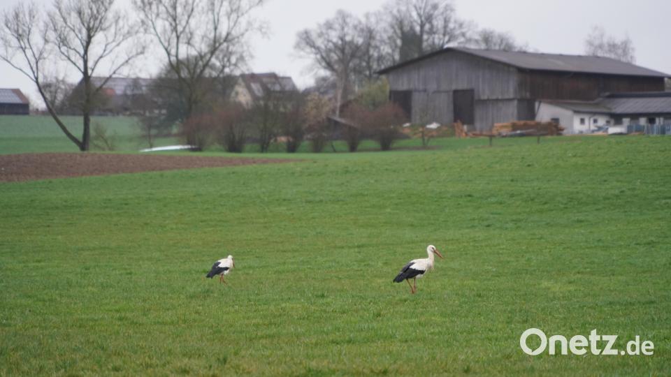 Die Albersriether Störche holen sich auf den umliegenden Wiesen Stärkung für das bevorstehende &quot;Brutgeschäft&quot; Bild: fvo