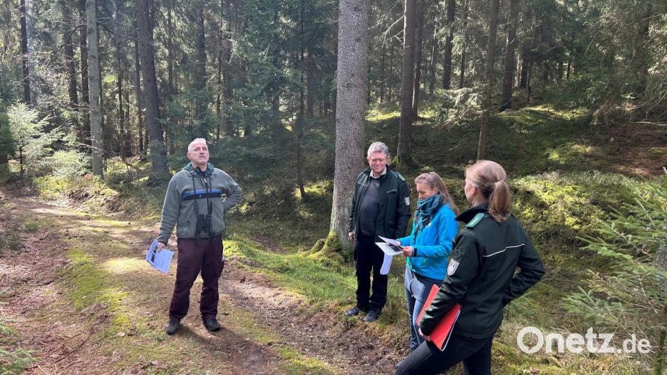 Fledermausberater Rudi Leitl, Volker Goebel Leiter des Betriebsbereichs Grafenwöhr bei der Bundesforst, Annett Gallwas von der höheren Naturschutzbehörde an der Regierung der Oberpfalz und Vanessa Hösl begutachten die Fortschritte der Maßnahmen am Keilhauerberg in Nabburg (von Links). Bild: Pammer/exb