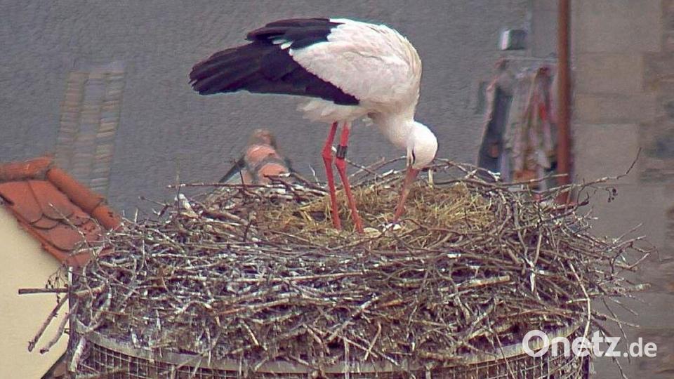 Am Dienstagvormittag zeigte die Webcam der Stadt Weiden ein zweites Ei im Storchenhorst auf dem Alten Schulhaus. Bild: Webcam Stadt Weiden