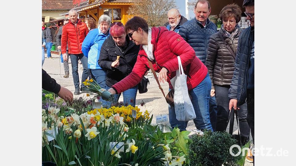 Erste Blüten für den Frühling im Garten sind an den Ständen auf dem Schlossgelände besonders gefragt. Bild: jua