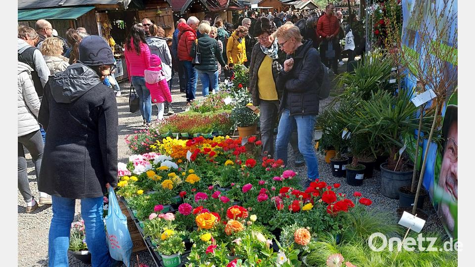 Es blüht und grünt auf Schloss Guteneck: Tausende von Besuchern kommen über Ostern zu den Gartentagen. Bild: jua