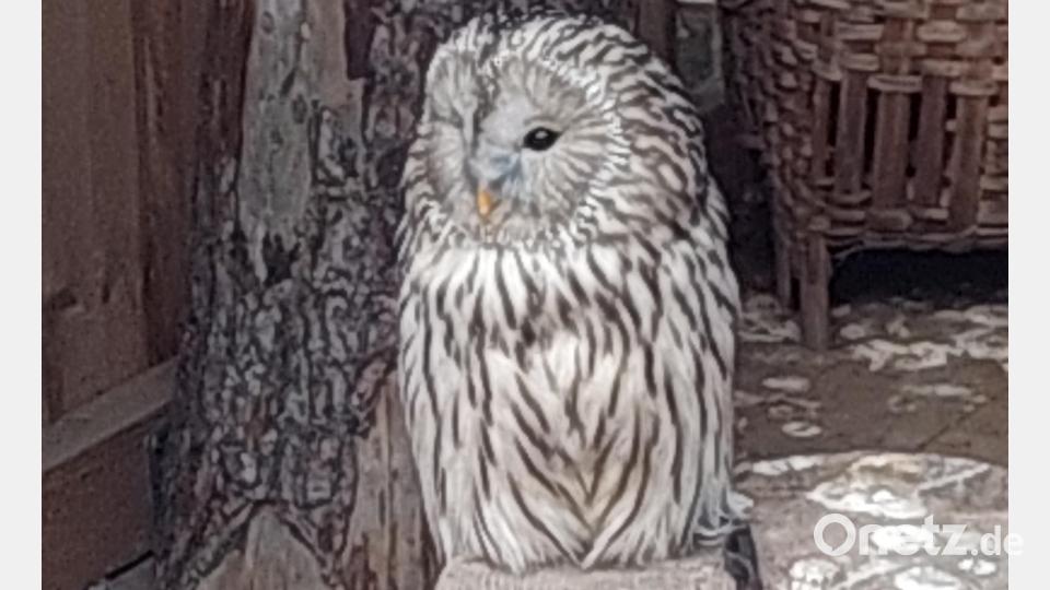 Nicht verwechseln! Er ist kein Deko-Stück, sondern echt. Bild: jua