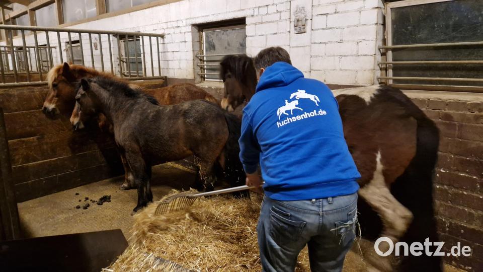 Bis die drei Ponys abgeholt wurden, sorgte der "Fuchsenhof" für Kost und Logis. Bild: Polizeiinspektion Neunburg/exb
