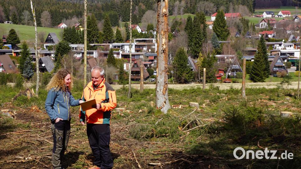 In die Planung wies stellvertretender Forstbetriebsleiter Martin Hertel Revierleiterin Miriam Lang nach ihrem monatelangen Aufenthalt in den skandinavischen Ländern ein. Bild: bkr