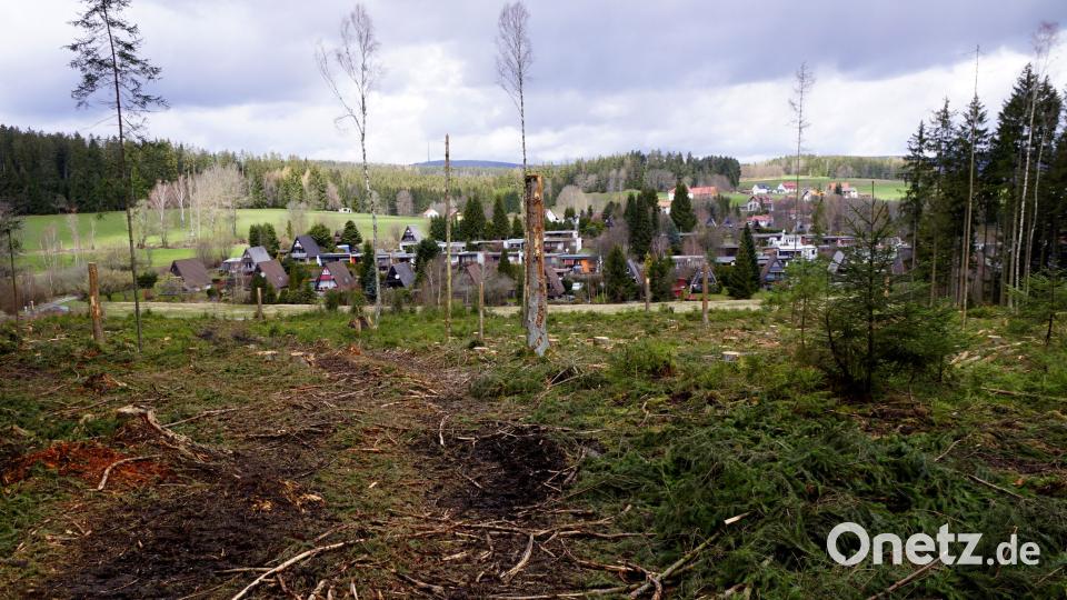 Für manchen mag die abgeholzte Fläche trostlos aussehen. Doch wird in den kommenden Jahren ein neuer, lebendiger Wald aus Eichen und Linden aufwachsen. Bild: bkr