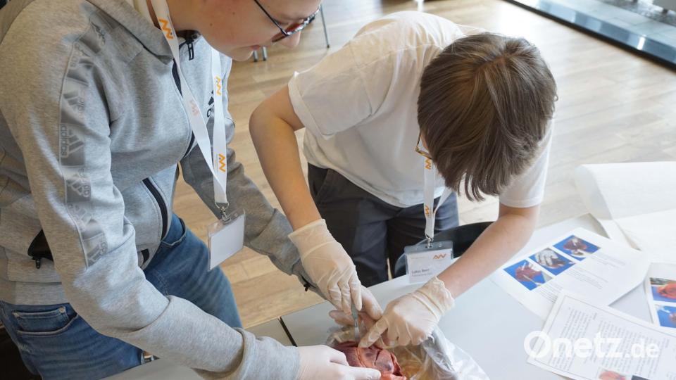 Auf dem Programm des ScienceCamps stand unter anderem das Sezieren von Schweineherzen. Bild: OTH Amberg-Weiden