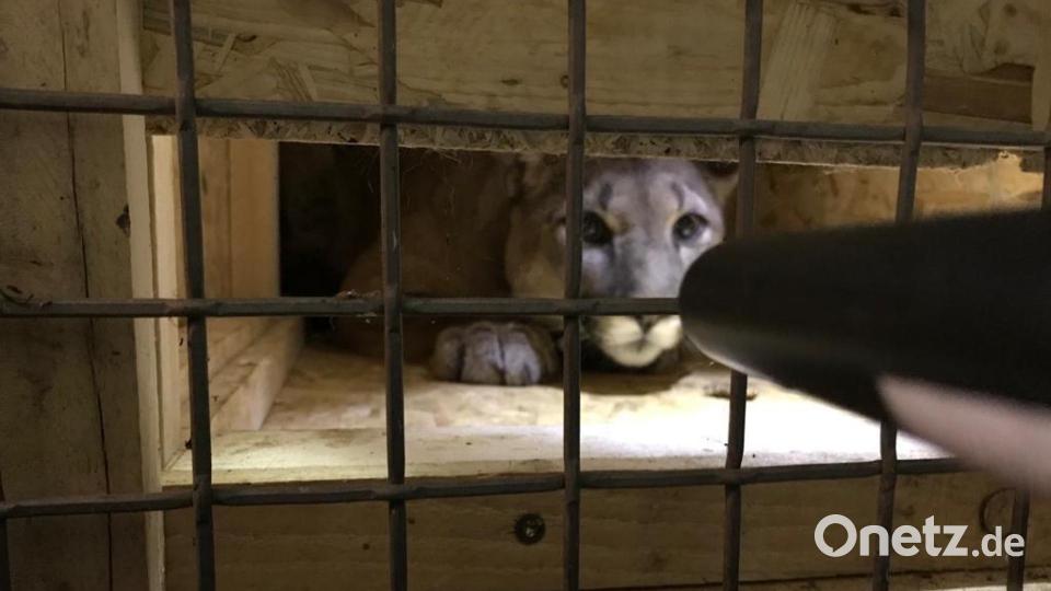 Wohl der ungewöhnlichste Fall im Jahr 2022: Die Polizei stellte einen Puma sicher. Archivbild: Jörg Beckmann, Tiergarten Nürnberg