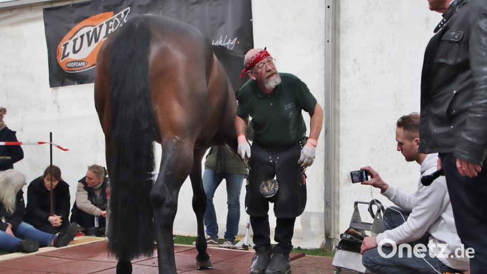 Den rechten Vorderlauf des Pferdes hat sich Hufschmied Hans Castelijns zwischen die Beine geklemmt, damit er den Huf bearbeiten kann. Wie er das macht, das interessierte zahlreiche Fachkollegen als Zuschauer; auch gefilmt wurde die Arbeit des Fachmanns, der auch Tiermediziner ist. Bild: Thomas Dobler