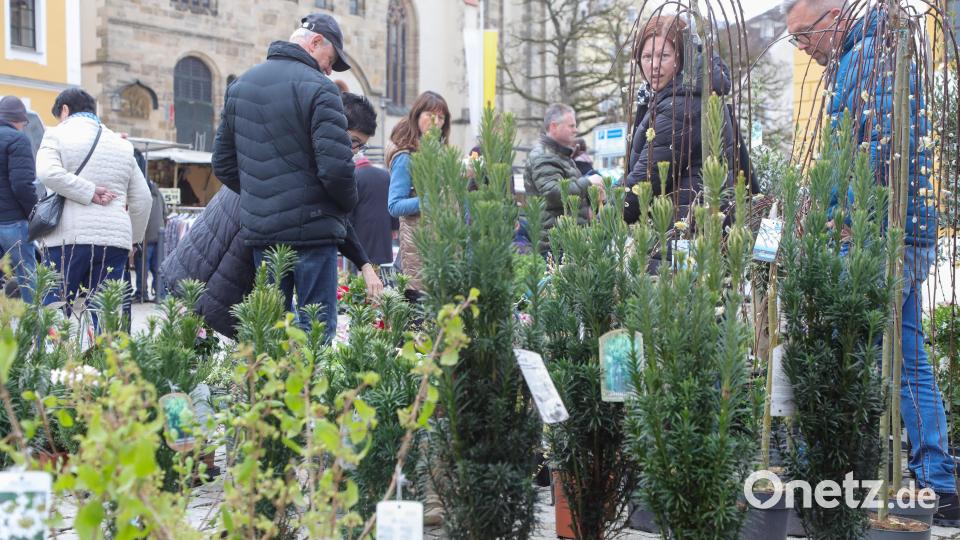 Der Frühling hat begonnen – da interessieren sich viele für Gartenpflanzen. Bild: Wolfgang Steinbacher