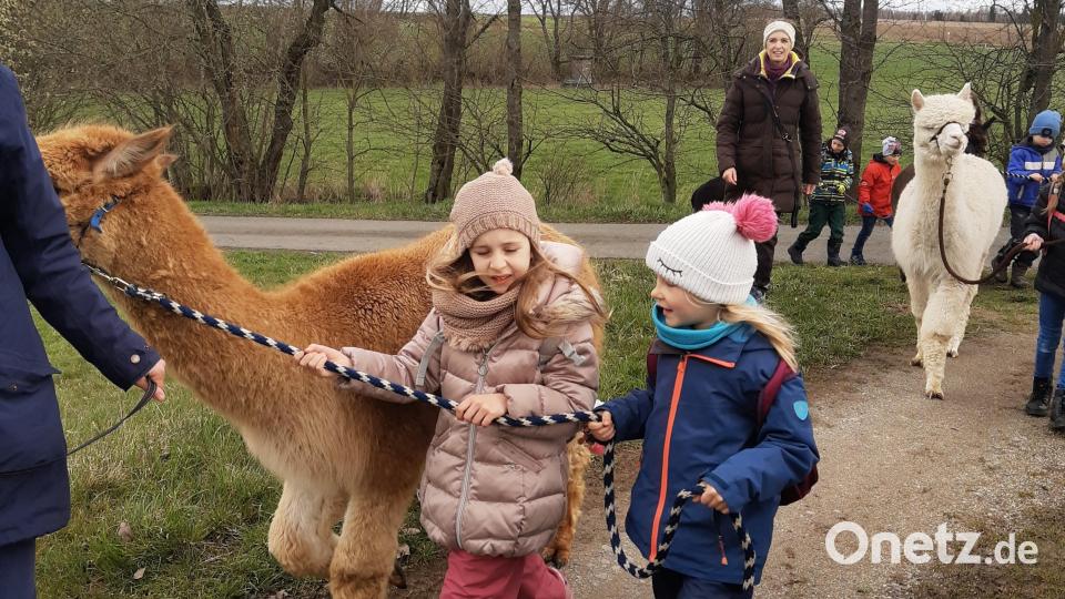 Immer schön aufpassen beim Marsch mit den flauschigen Wanderpartnern. Bild: exb/Kaube