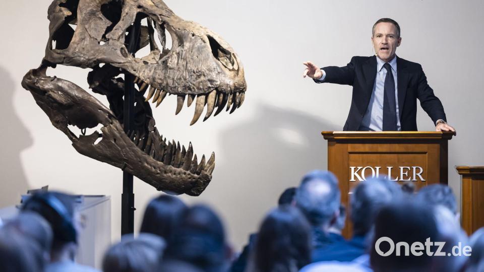 Cyril Koller, Geschäftsleiter des Auktionshauses Koller, gestikuliert neben dem Kopf eines T-Rex-Skeletts während einer Auktion des Auktionshauses Koller. Bild: Michael Buholzer/KEYSTONE/dpa