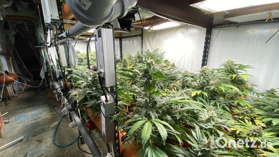 500 Marihuana-Pflanzen, mehrere Kilo Marihuana und über 20.000 Euro Bargeld hat die Polizei im Landkreis Regensburg gefunden. Bild: ppop