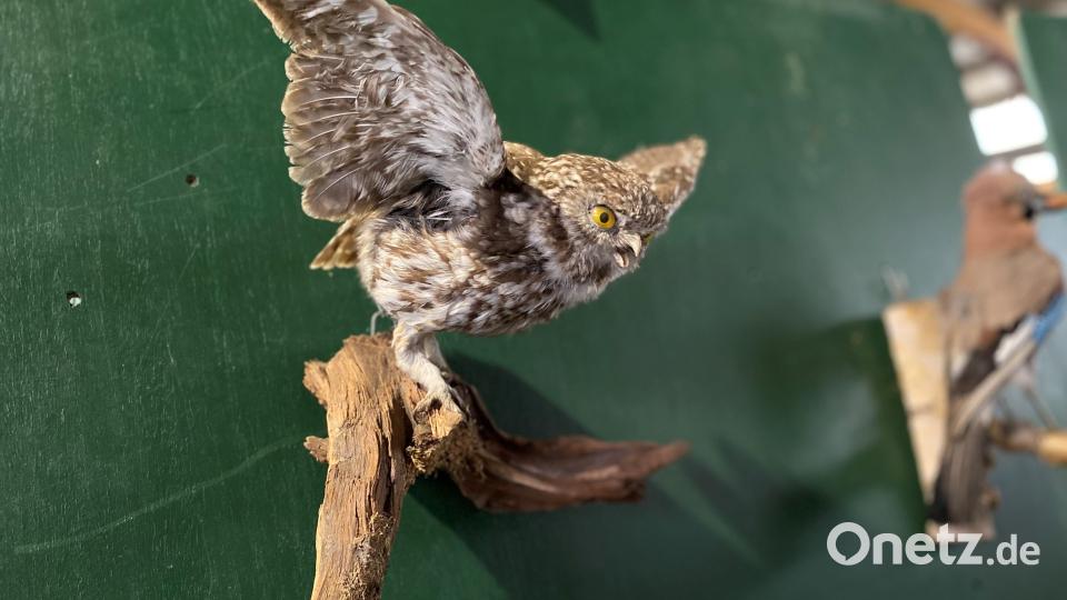 Der Sperlingskauz ist der kleinste Kauz Deutschlands. Er ist nicht größer als ein Star und kann sogar Drosseln erlegen, die größer sind als er. Bild: ck