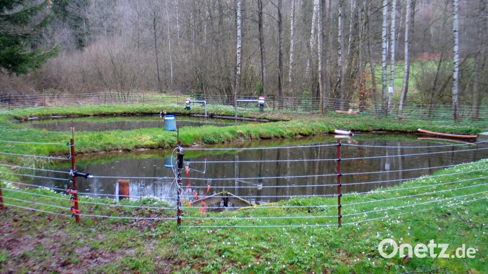 Der Fischotter gehört nicht zu dem jagdbaren Wild. Jedoch zog er den Grant der Jagdgenossen auf sich, weil er schon viele Teiche leergefressen hat, viele Teiche nicht mehr besetzt und Amphibien getötet werden, wenn sie mit dem Elektrozaun in Berührung kommen. Unser Bild zeigt zwei von Elektrozäunen geschützte Teiche am Schilmbach. Bild: bkr