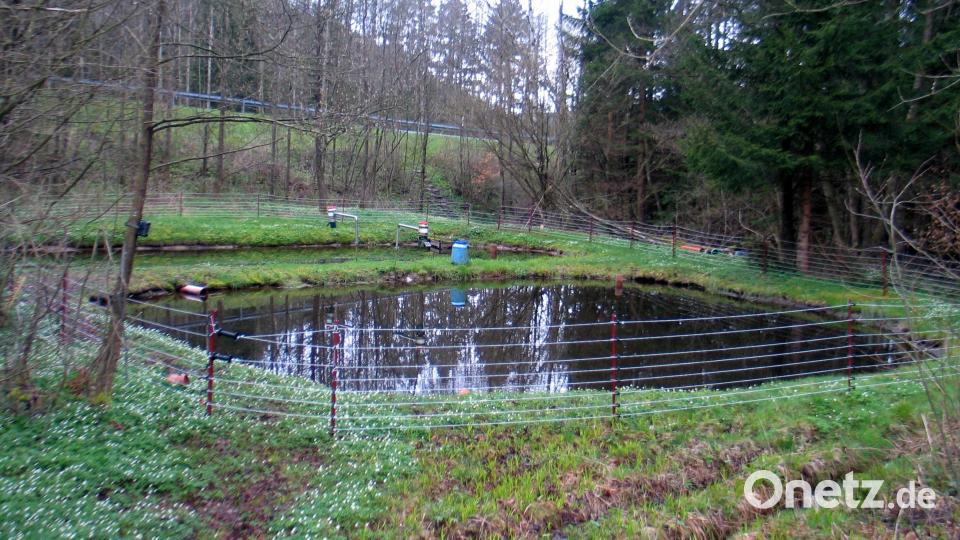 Der Fischotter gehört nicht zu dem jagdbaren Wild. Jedoch zog er den Grant der Jagdgenossen auf sich, weil er schon viele Teiche leergefressen hat, viele Teiche nicht mehr besetzt und Amphibien getötet werden, wenn sie mit dem Elektrozaun in Berührung kommen. Unser Bild zeigt zwei von Elektrozäunen geschützte Teiche am Schilmbach. Bild: bkr
