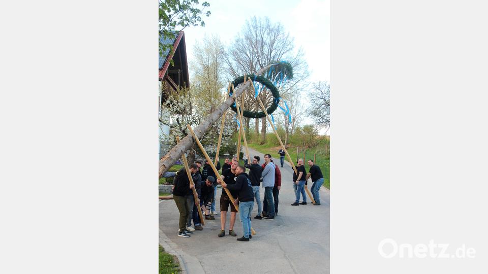 Mit körperlichem Einsatz hievten sie am Sonntag den Kuchenreuther Maibaum nach oben. Bild: stg