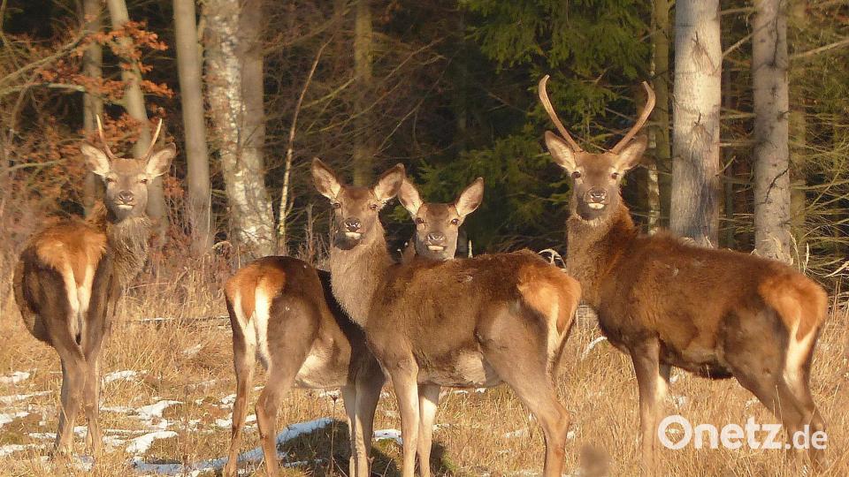 Die Rotwildpopulation im Truppenübungsplatz Hohenfels ist trotz der hohen Abschusszahlen enorm. Ruhig und ohne Scheu beäugt ein Rudel Rotwilde die vorbeikommenden Fahrzeute vom sicheren Waldrand aus. Bild: bö