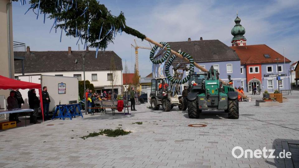 Ein sicheres Aufstellen der 26 Meter langen Fichte garantierten zweiter Bürgermeister Thomas Kleber mit seinem Teleskoplader und der Bauhof mit einem Gabelstapler. Bild: gz