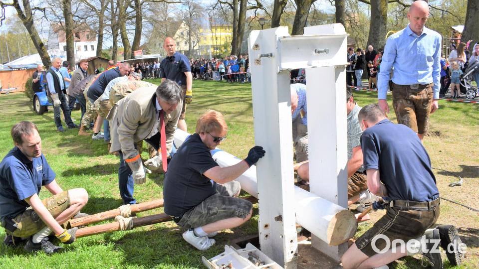 Viele Hände packen in Grafenwöhr beim Aufstellen des Maibaumes mit an. Bild: rgr