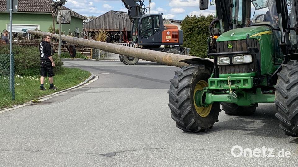 Mit Hilfe von Traktor und Bagger wurde der Maibaum transportiert und aufgestellt. Bild: adj