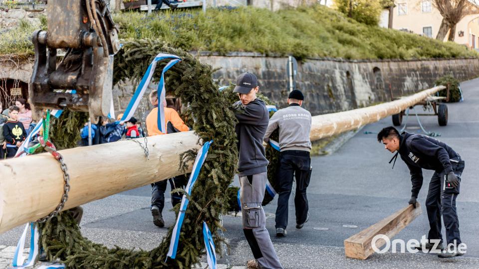 Die KLJB Störnstein hatte ihren Maiboten erst am Vormittag aus dem Wald geholt. Beim Aufstellen sorgte ein Bagger für einen sicheren Ablauf. Bild: Katharina Luber