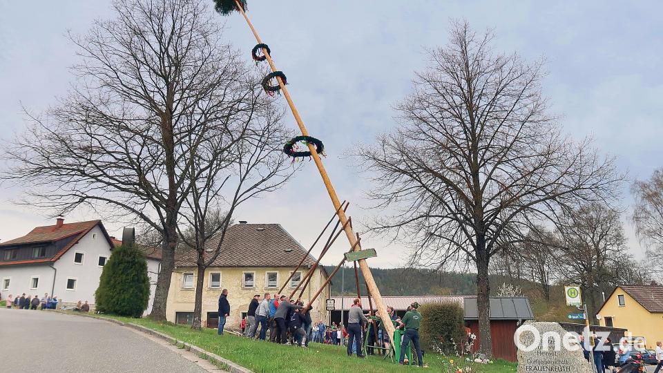 Nur mit Schwalben und Muskelkraft wurde im Ortsteil Frauenreuth der Gemeinde Friedenfels der Maibaum aufgestellt. Bild: bsc