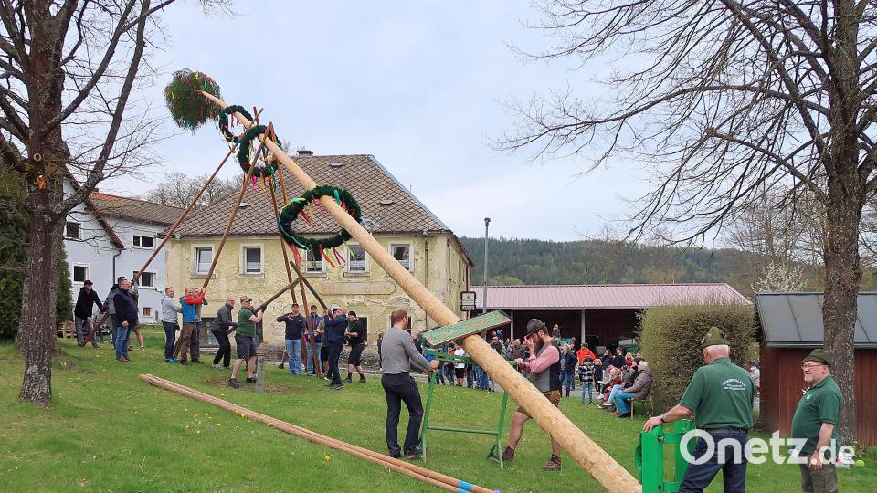 Nur mit Schwalben und Muskelkraft wurde im Ortsteil Frauenreuth der Gemeinde Friedenfels der Maibaum aufgestellt. Bild: bsc