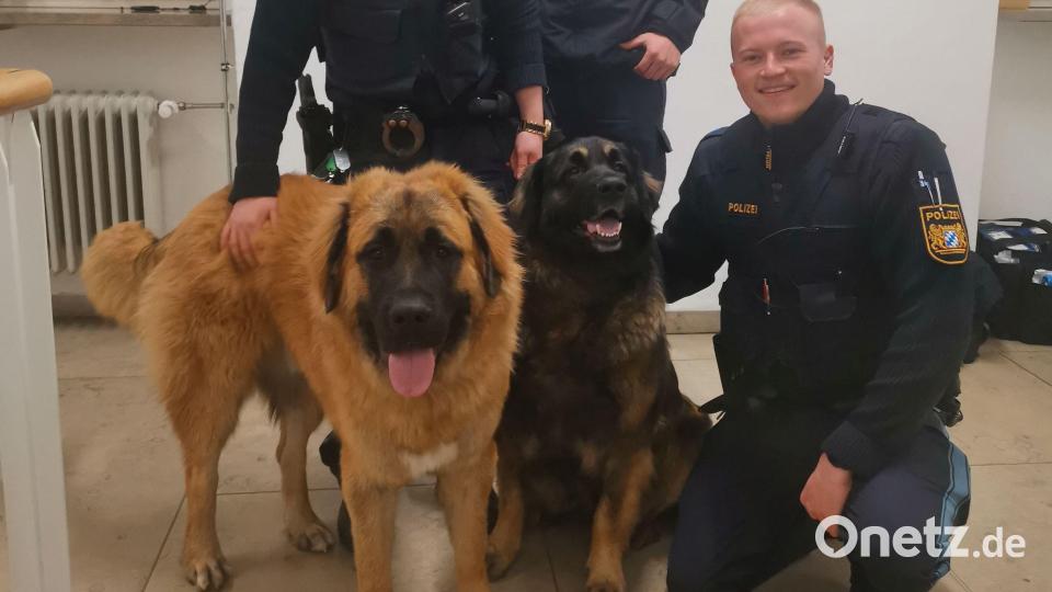 Von links: Polizeiobermeister Andreas Drechsler, Polizeiobermeister Bernd Steger, Polizeioberwachtmeister Raphael Aschenbrenner und die beiden zutraulichen Gebenbacher Leonberger, die sich eine Nacht lang auf der Sulzbach-Rosenberger Wache umgeschaut haben. Bild: Polizeiinspektion Sulzbach-Rosenberg/exb