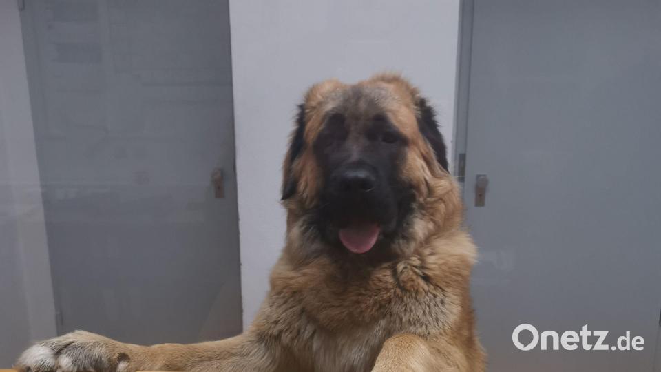 Dieser stattliche Leonberger ließ sich gemeinsam mit einem weiteren Bernhardiner zuerst von den Beamten der Sulzbach-Rosenberger Inspektion durch den Landkreis chauffieren, dann hielten die beiden Hunde die Polizisten in der Wache auf Trab. Bild: Polizeiinspektion Sulzbach-Rosenberg/exb