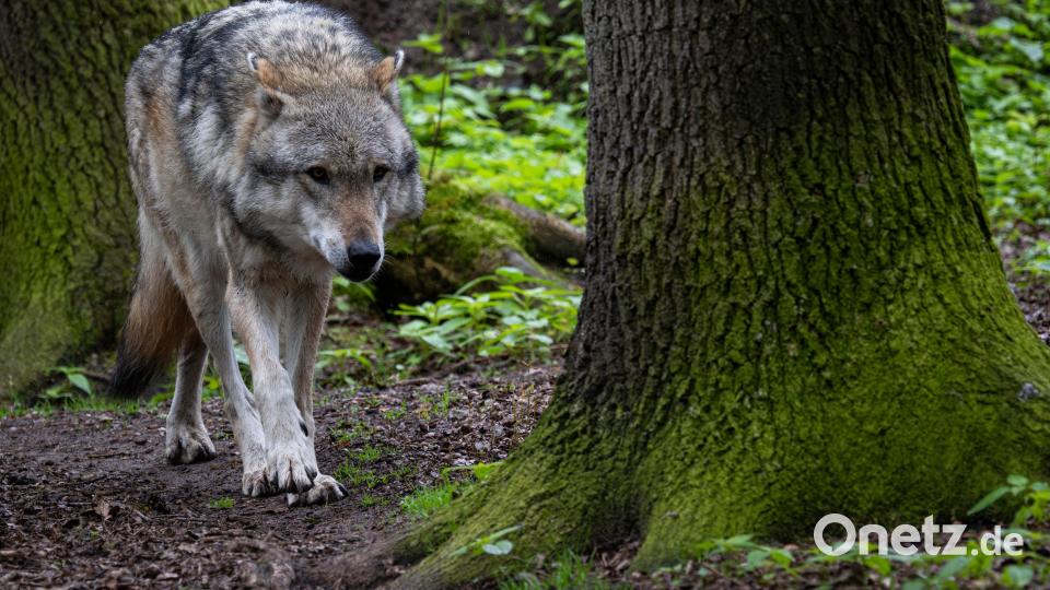 Der ehemalige Stadtrat Josef Neubauer befürchtet eine übermäßige Populationszunahme der Wölfe in der Region. Daher wendet er sich mit einem offenen Brief an das Grafenwöhrer Gremium. Symbolbild: Sina Schuldt/dpa