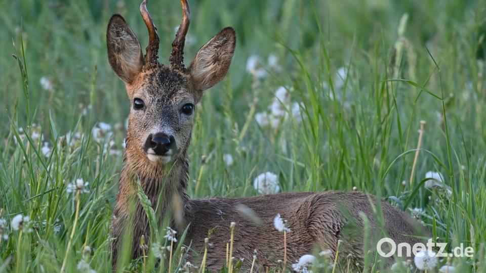 Im Wald bei der Asphaltkapelle in Etsdorf sind derzeit offensichtlich Wilderer aktiv: Das teilt die Amberger Polizei mit. Spuren an einem Reh, das dort tot gefunden wurde, belegen das. Symbolbild: Patrick Pleul/dpa