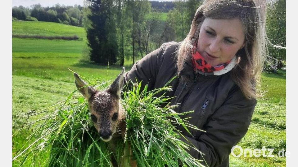 Carola Reger bei der Rettung eines Rehkitzes vor dem Mähtod. Bild: soj