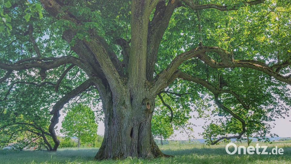 Man möchte sich setzen und den Erzählungen des Baums aus seinem langen Leben zuhören. Jürgen Schuller kennt mittlerweile viele dieser imposanten Zeitzeugen. Bild: Jürgen Schuller/gmü