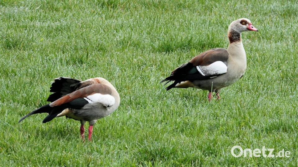 Ein Nilgans-Pärchen legt auf seinem Durchzug auf den Pfreimd-Wiesen eine Rastpause ein. Bild: gz
