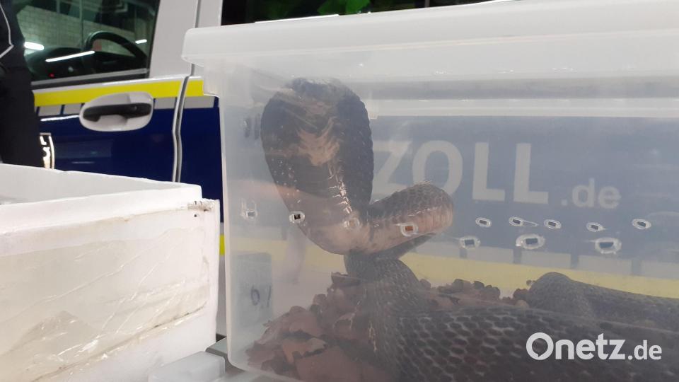 Giftige und geschützte Schlangen entdeckten Oberpfälzer Zöllner bei einer Kontrolle. Archivbild: Hauptzollamt Regensburg