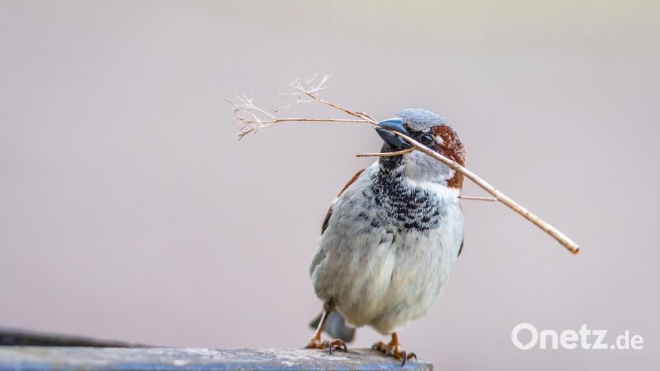 Ein Hingucker aus der Natur: ein Haussperling mit Nistmaterial, fotografiert von Günter Klein. Bild: Günter Klein/exb