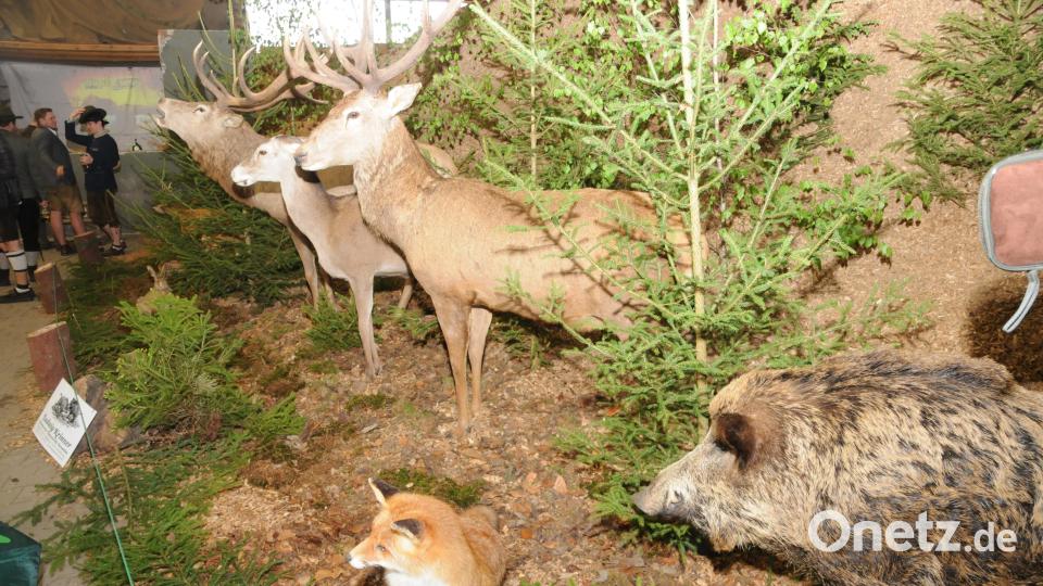 Zahlreiche Ausstellungen und Infostände rund um Rotwild, Jagd und Natur präsentieren sich am Wochenende in Heringnohe. Bild: ge