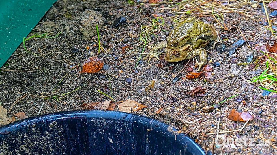 Zwölf eingegrabene Kübel entlang des Schutzzauns bedeuten für die wandernden Amphibien einen unfreiwilligen kurzen Zwischenstopp. Bild: bsc