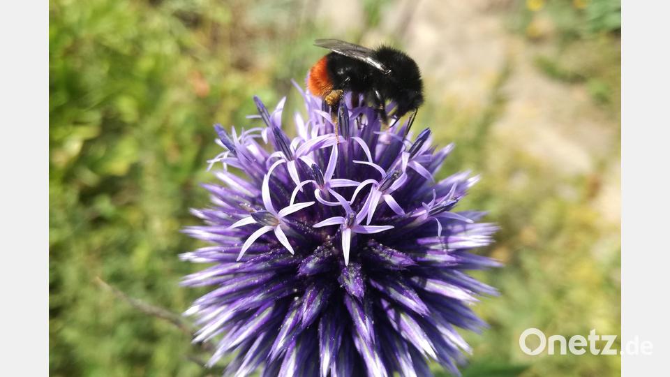 Ohne Bestäubung der wertvollen Nahrungspflanzen, Obst und Wildobst durch die Insekten würde es kaum Ertrag in den Gärten geben. Bild: ads