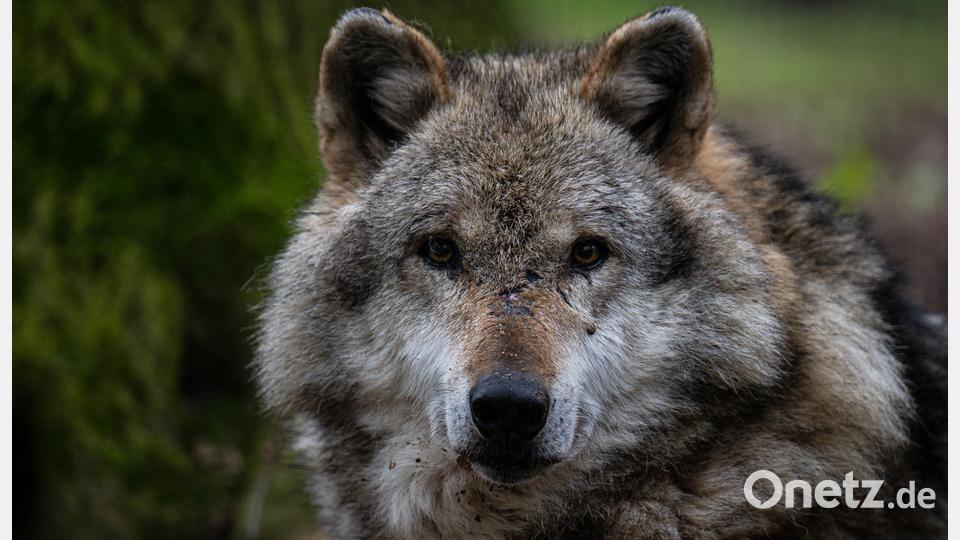 Über den Wolf ist bei den Oberpfälzer Rotwildtagen heißt diskutiert worden. Bild: Sina Schuldt/dpa