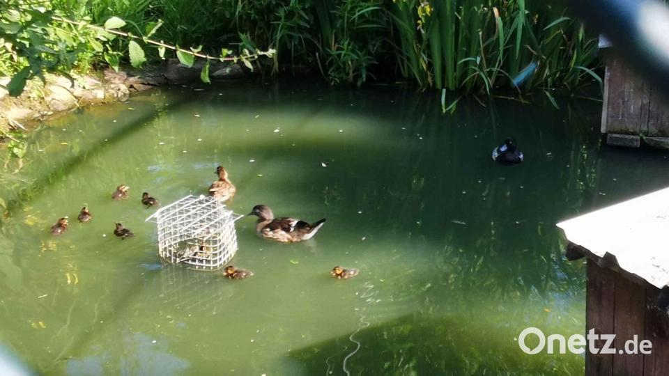 Eine Augenweide sind die jungen Zierenten im Teich der Vogelzuchtanlage in Eslarn. Bild: gz
