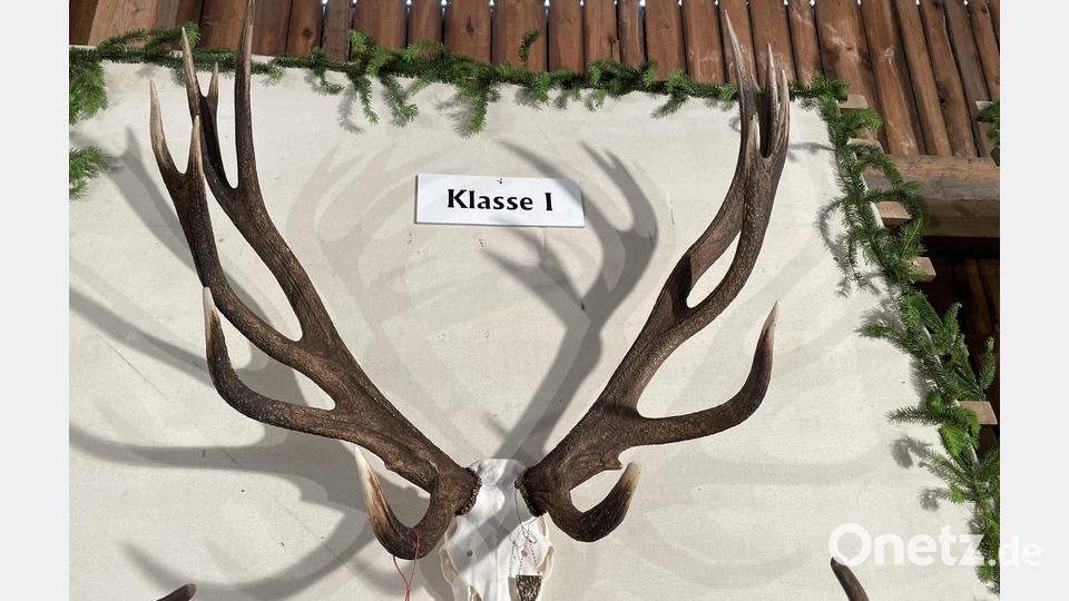 Der stärkste Hirsch der Schau hatte 7,6 Kilogramm Geweihgewicht. Bild: ge