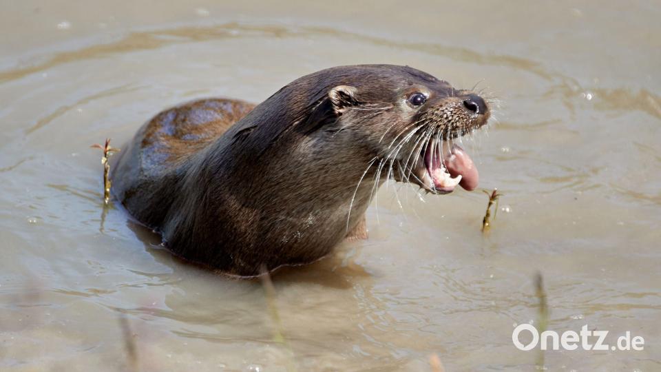 Auch der Fischotter war Thema bei dem Treffen. Bild: Georg Wendt/dpa
