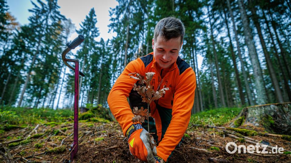 Alexander Schirbel, Forstwirt-Azubi bei den Bayerischen Staatsforsten, pflanzte vor Kurzem Eichen am Fuß des Ochsenkopfs und macht damit den zukünftigen Wald unempfindlicher gegen den Klimawandel. Die Bayerischen Staatsforsten versuchen, auf die Herausforderungen des Klimawandels zu reagieren. Archivbild: Martin Hertel/exb