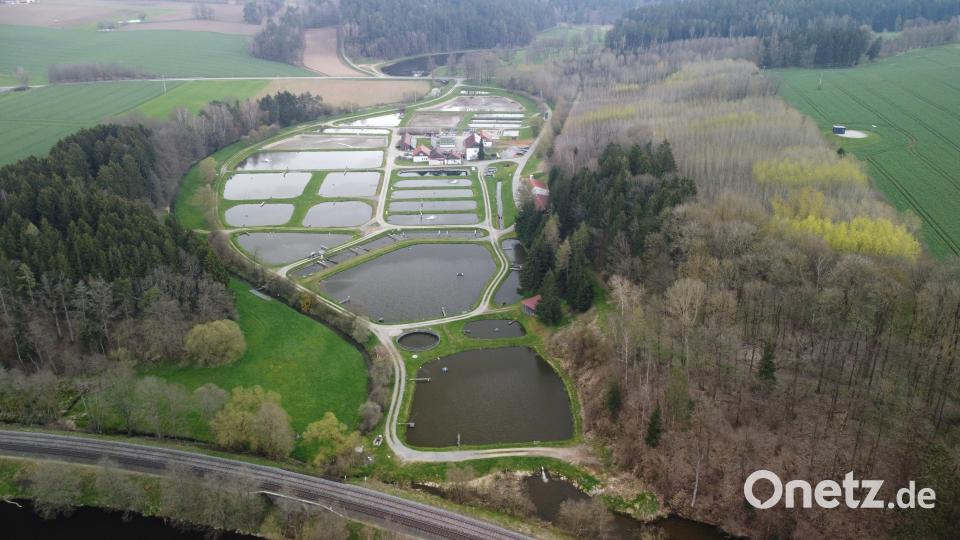 Gewollt oder nicht? Die neun Hektar große Fischzuchtanlage Wöllershof präsentiert sich aus der Luft wie wie ein Karpfen. Bild: exb/Bezirk Oberfpalz