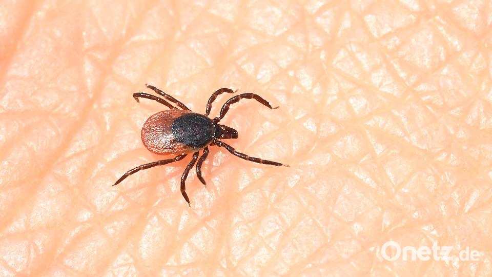 Zecken können gefährliche Krankheiten übertragen: Was Spaziergänger in der Oberpfalz zum Thema Zecken wissen sollten. Symbolbild: Bernd Weißbrod/dpa