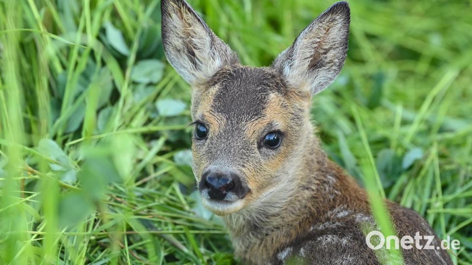 Erst wenige Wochen alte Rehkitze leben auf den Wiesen gefährlich. Steht die Mahd an, geraten die Tiere leicht in das Mähwerk großer Landmaschinen. Bild: Patrick Pleul/dpa