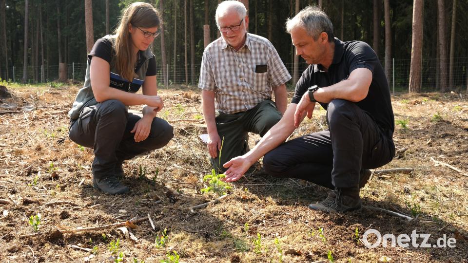Forstoberrätin Regina Härtl, Waldbetreuer Michael Graf und Förster Reinhold Weigert (von links) erklären die Maßnahmen zum Waldumbau. Auf einer gerodeten Fläche im Wald der Kirchenstiftung Neukirchen wachsen Nordmanntannen heran. Bild: Hirsch