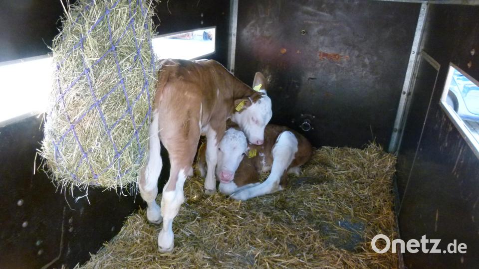 Kleine Kälbchen weckten nicht nur bei Kindern großes Interesse Bild: rn