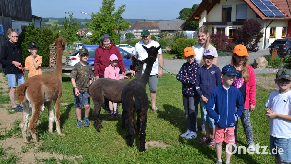 Die Kinder der Ferienbetreuung hatten ihre helle Freude mit den Alpakas des Konraden-Hofes. Bild: gi